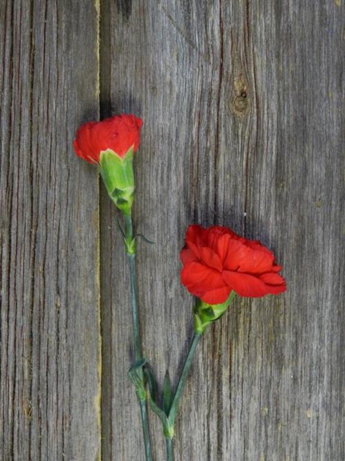 POMODORO  RED CARNATIONS